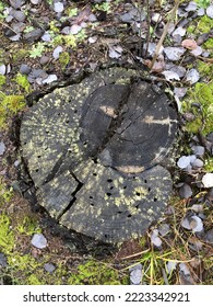 Moss On A Forest Stump In Late Autumn