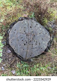 Moss On A Forest Stump In Late Autumn