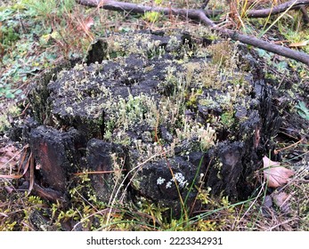 Moss On A Forest Stump In Late Autumn