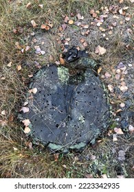 Moss On A Forest Stump In Late Autumn