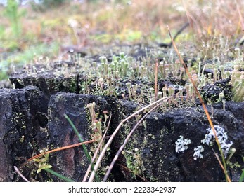 Moss On A Forest Stump In Late Autumn