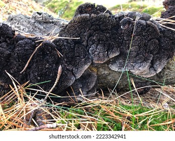 Moss On A Forest Stump In Late Autumn