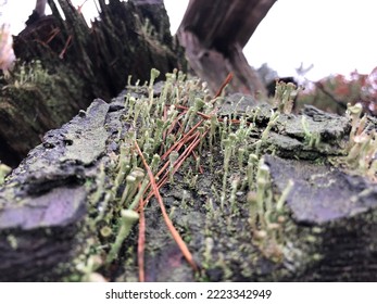 Moss On A Forest Stump In Late Autumn