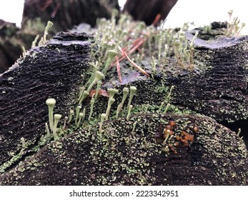 Moss On A Forest Stump In Late Autumn