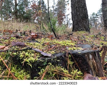 Moss On A Forest Stump In Late Autumn