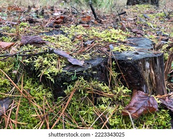 Moss On A Forest Stump In Late Autumn