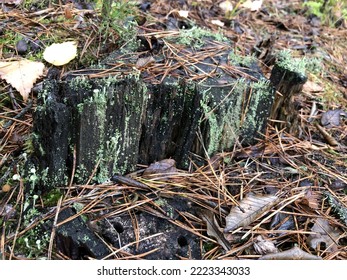 Moss On A Forest Stump In Late Autumn