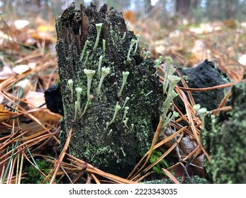 Moss On A Forest Stump In Late Autumn