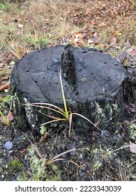 Moss On A Forest Stump In Late Autumn