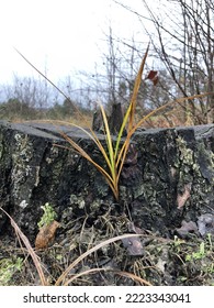 Moss On A Forest Stump In Late Autumn