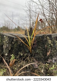 Moss On A Forest Stump In Late Autumn