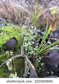 Moss On A Forest Stump In Late Autumn