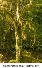 Moss On Old Growth Trees In Strathcona Provincial Park In Canada