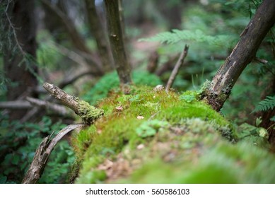 Moss on an old log