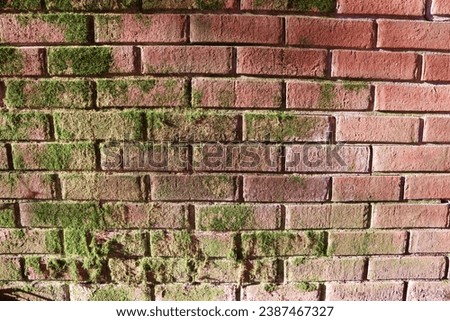 Moss on outdoor red brick walls