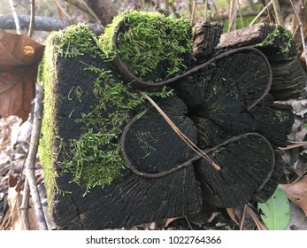 Moss On Rail Road Ties