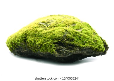 Moss On Rock On White Background.