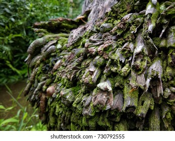Moss on the root.