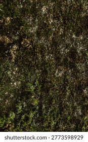 Moss on the side surface of a rock by the river. Olkhinskoe Plateau. Irkutsk Oblast.