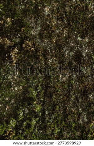 Moss on the side surface of a rock by the river. Olkhinskoe Plateau. Irkutsk Oblast.