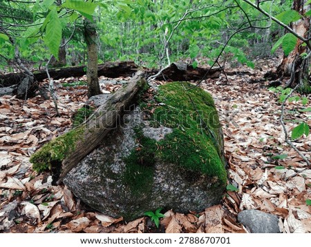 Moss on a stone in the forest. Selective focus. Rock formation in the forest with moss and lichen on the ground.
