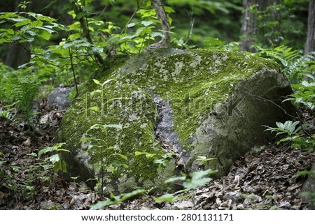 Moss on a stone in the forest. Selective focus. Rock formation in the forest with moss and lichen on the ground.