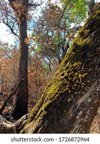 Moss on the surface of tree.