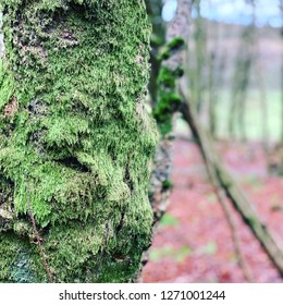 Moss on a tree 2