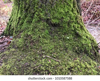 Moss on a tree
