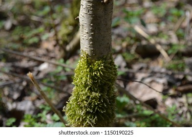 Moss on a tree