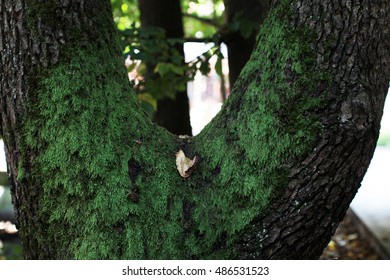moss on a tree 