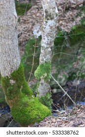 moss on a tree