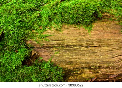 Moss On Tree, Background