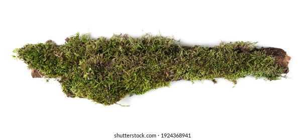 Moss On White Background Images Stock Photos Vectors Shutterstock