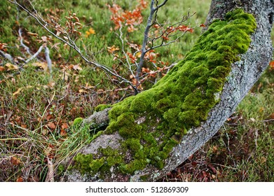 Moss on the tree bark at the root. 