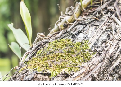 Moss on a tree in the forest