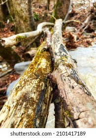 Moss On Tree In Middle Tennessee