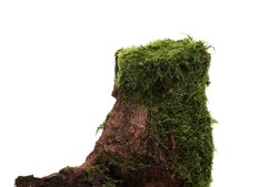 Moss On Tree Stump, Mossy Wood Isolated On White