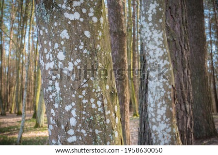 Moss on the tree trunk. Fungus disease. Close up photo.