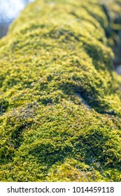 moss on a tree trunk, spring in the forest
