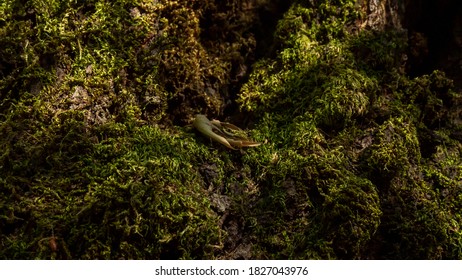 Moss on a tree under canopy