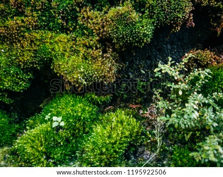 Similar – Gebüsch mit roten Beeren auf einer Wiese mit Teilen eines Baumstammes