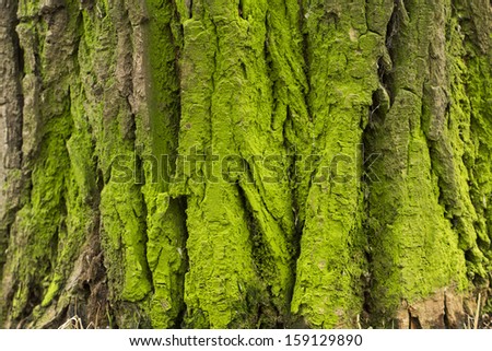 Similar – Image, Stock Photo green line Environment