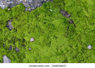 Moss From The Order Bryophyta, Growing On The Ground Of The Forest.