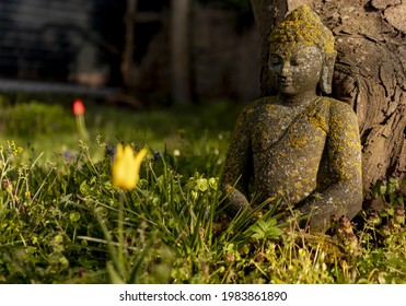 Moss overgrown buddhist statue sitting in the grass against a tree with a vibrant yellow Dutch tulip growing in front of it catching sunrise sunlight  - Powered by Shutterstock