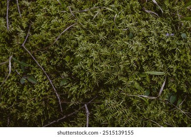 Moss pattern close up. Dark moody landscape photography  - Powered by Shutterstock