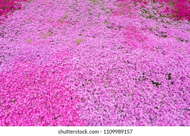 Moss Phlox Japan That Blooming Extensively Stock Photo 1109989157 ...