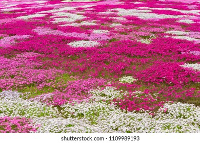 Moss Phlox Japan That Blooming Extensively Stock Photo 1109989193 ...