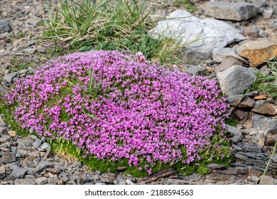 Moss pink flowers in Pyrenees mountains,France