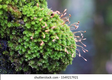 Moss Plant Bryophyte Sporophyte Gametophyte Stock Photo 1549217921 ...